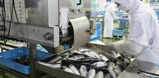 Filleting machine for mackerel (head cutter)